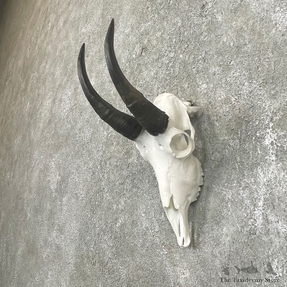 Mountain Goat Skull European Taxidermy Mount For Sale #24253 - The Taxidermy Store