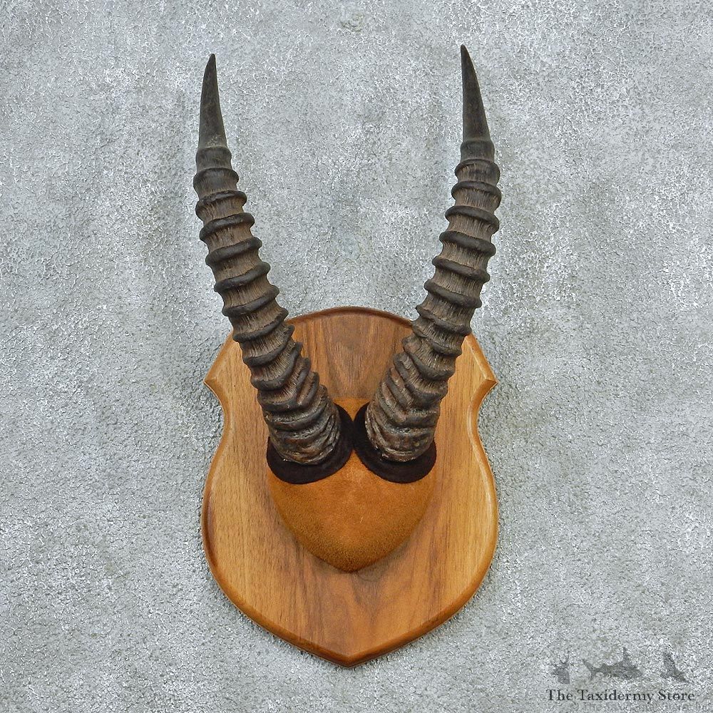 African Topi Taxidermy Horn Plaque M1 #12779 For Sale @ The Taxidermy Store