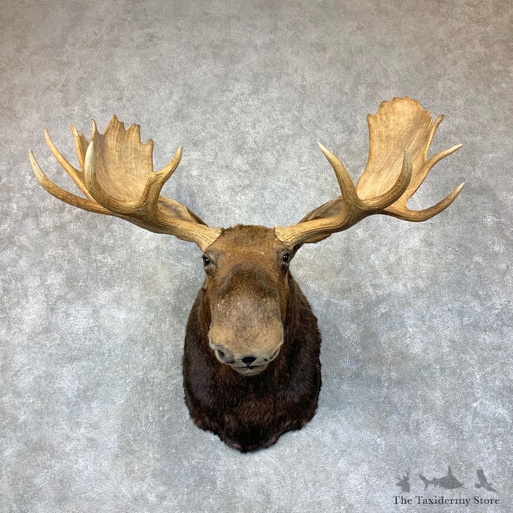 Canadian Moose Shoulder Mount For Sale #22891 @ The Taxidermy Store