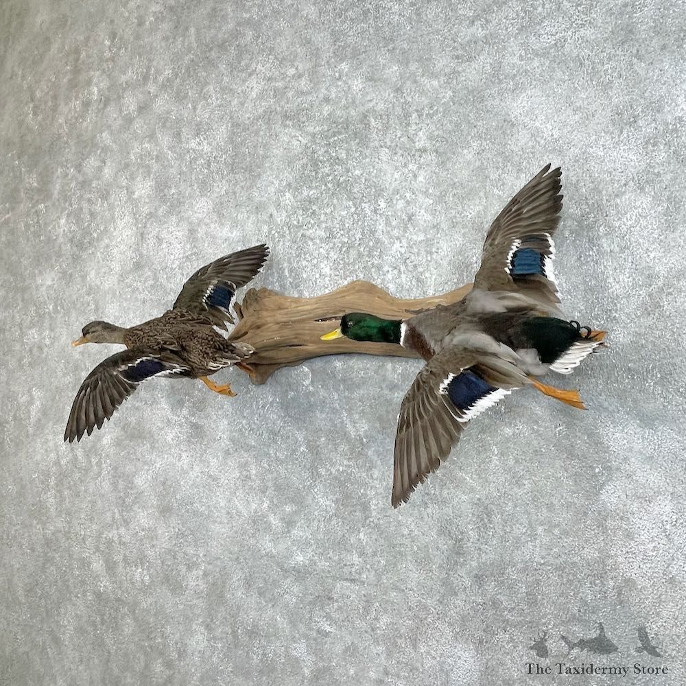 Mallard Drake and Hen Taxidermy Duck Mount For Sale #25759 - The Taxidermy Store