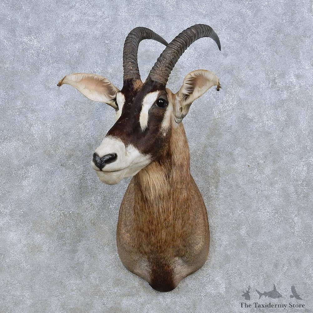 Roan Antelope Shoulder Mount For Sale #14582 @ The Taxidermy Store