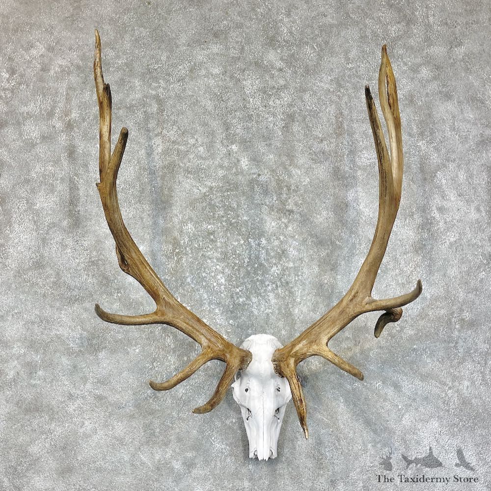 Rocky Mountain Elk Skull Mount #25612 For Sale - The Taxidermy Store