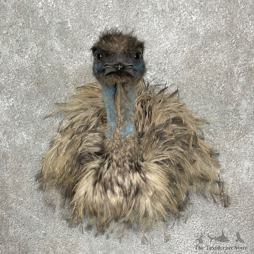 Emu Shoulder Mount For Sale #25564 @ The Taxidermy Store