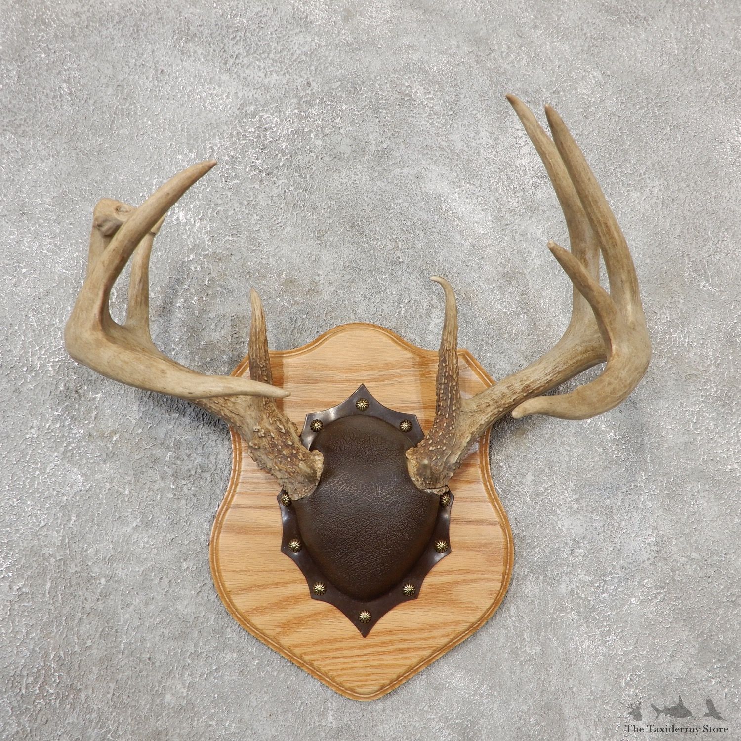 Whitetail Deer Antler Plaque Mount For Sale #19125 @ The Taxidermy Store