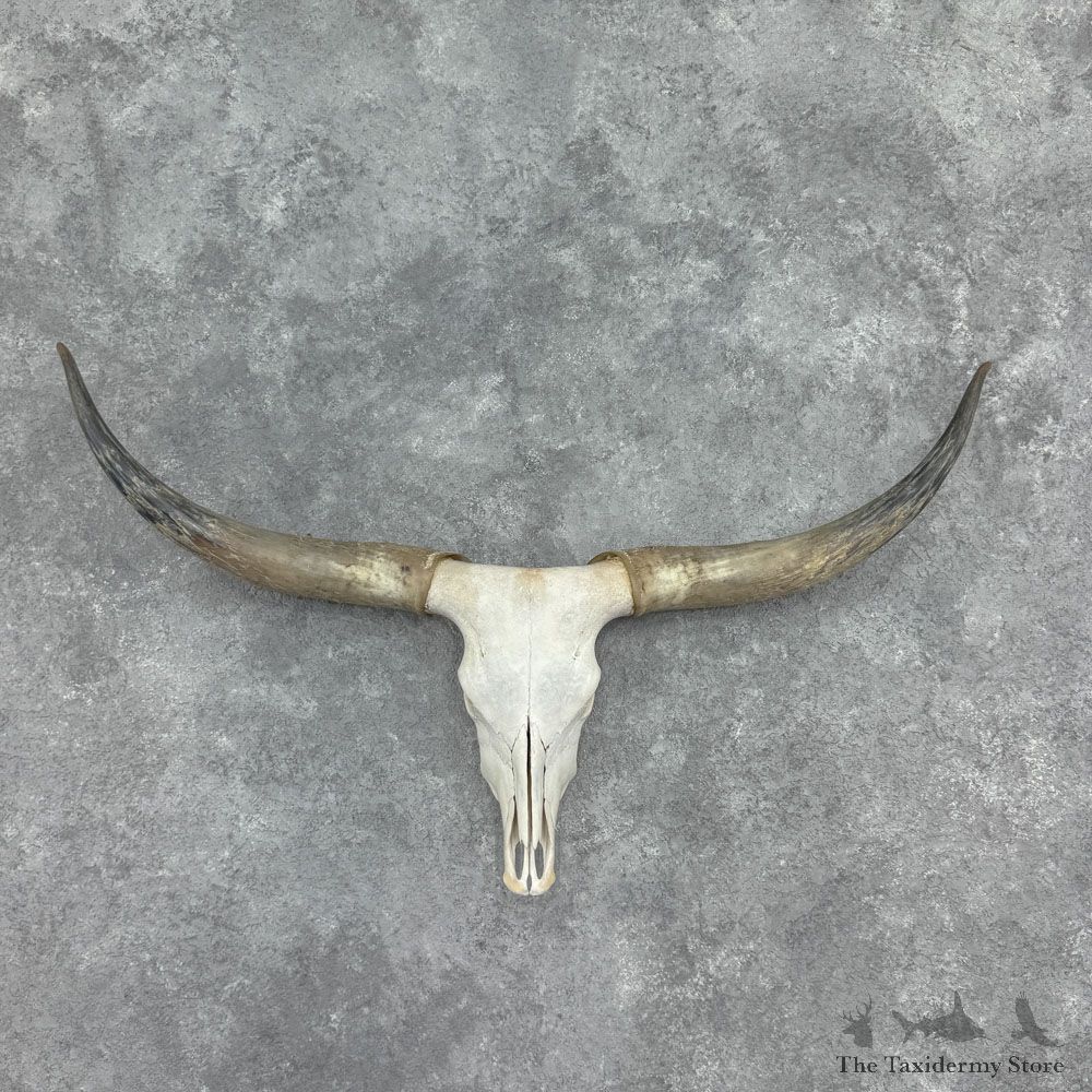 Longhorn Steer Skull European Mount For Sale #32407 @ The Taxidermy Store