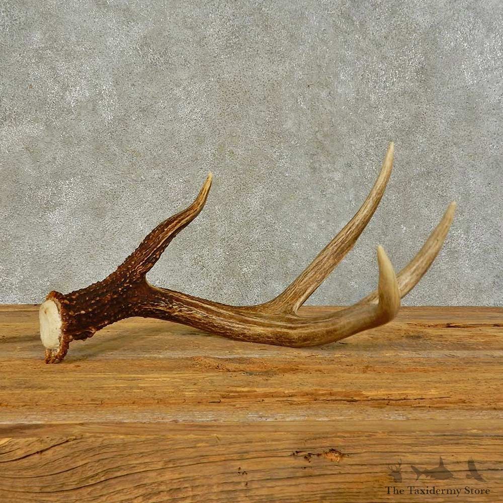 Whitetail Deer Antler Shed For Sale #16446 @ The Taxidermy Store