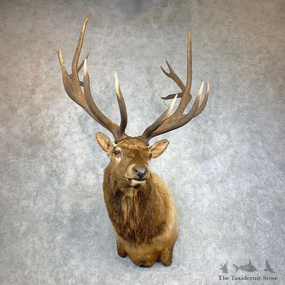 Rocky Mountain Elk Shoulder Mount For Sale #22128 @ The Taxidermy Store