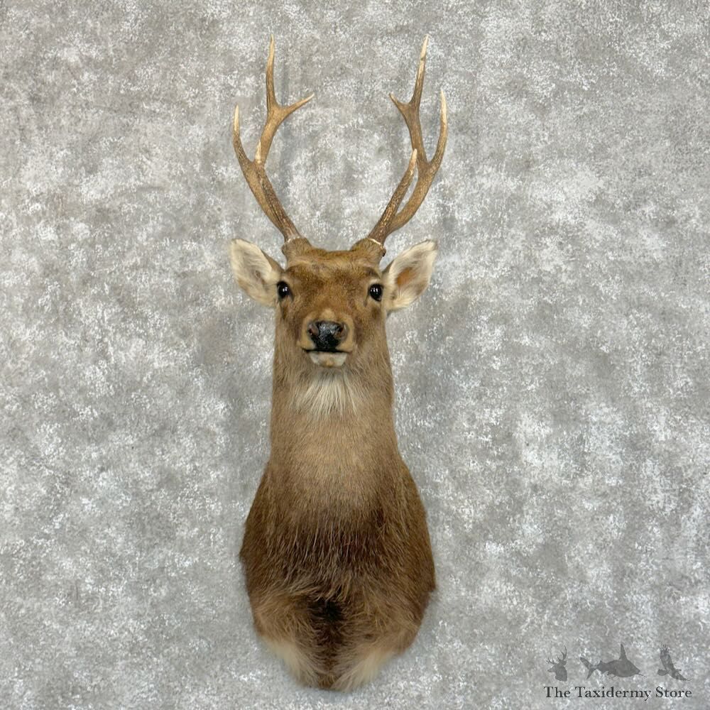 Japanese Sika Deer Shoulder Mount For Sale #29062 @ The Taxidermy Store