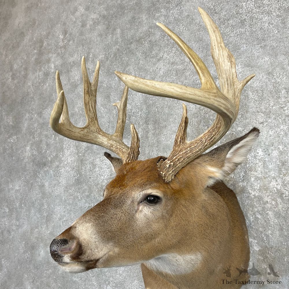 Whitetail Deer Shoulder Mount For Sale #26934 @ The Taxidermy Store