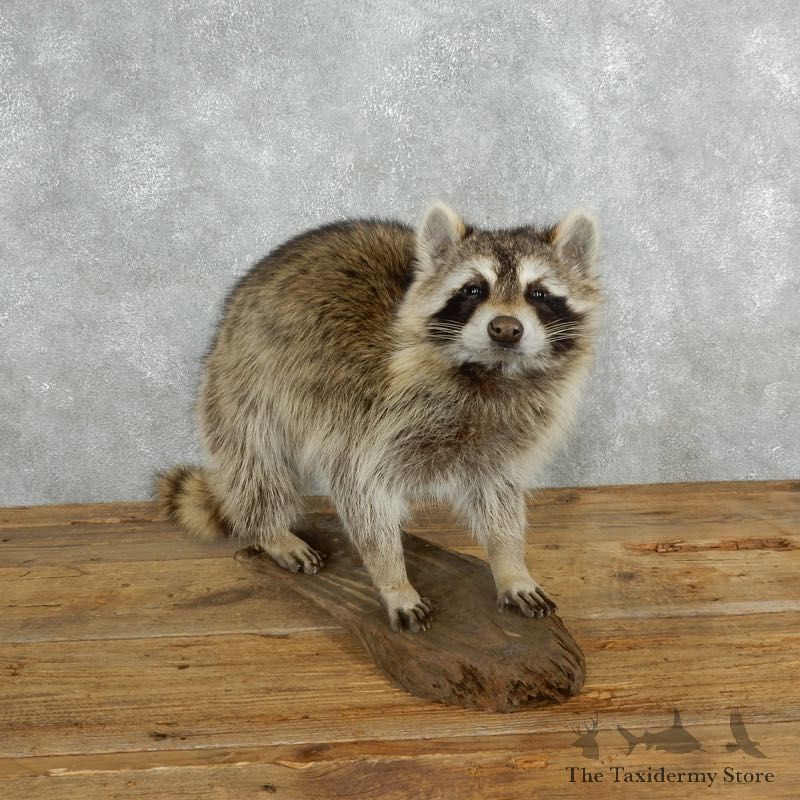 Raccoon Life-Size Mount For Sale #18151 @ The Taxidermy Store