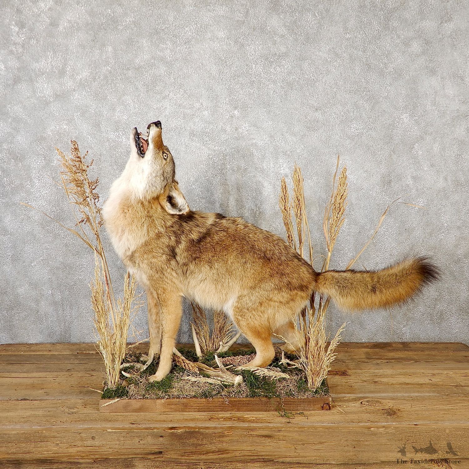 Howling Coyote Life Size Mount #19235 For Sale @ The Taxidermy Store
