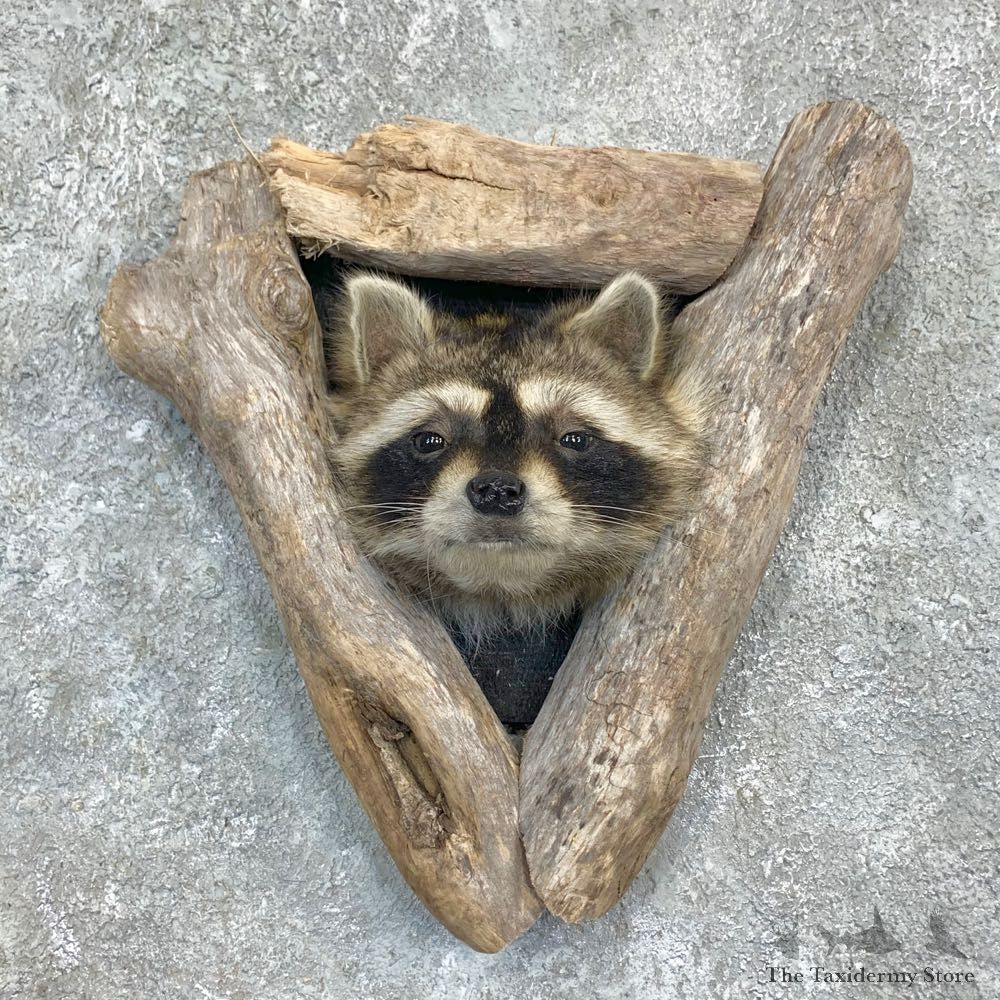 Raccoon Shoulder Mount For Sale #23167 @ The Taxidermy Store