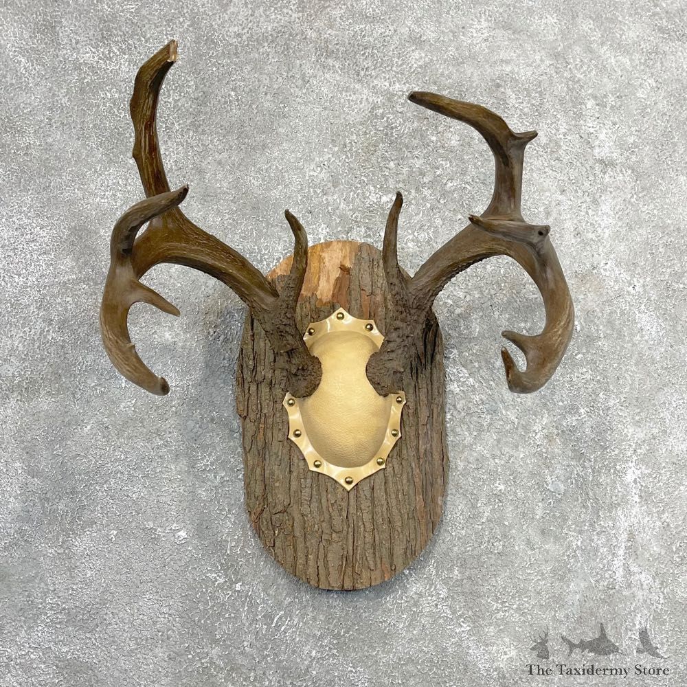Whitetail Deer Antler Plaque Mount #24544 For Sale @ The Taxidermy Store