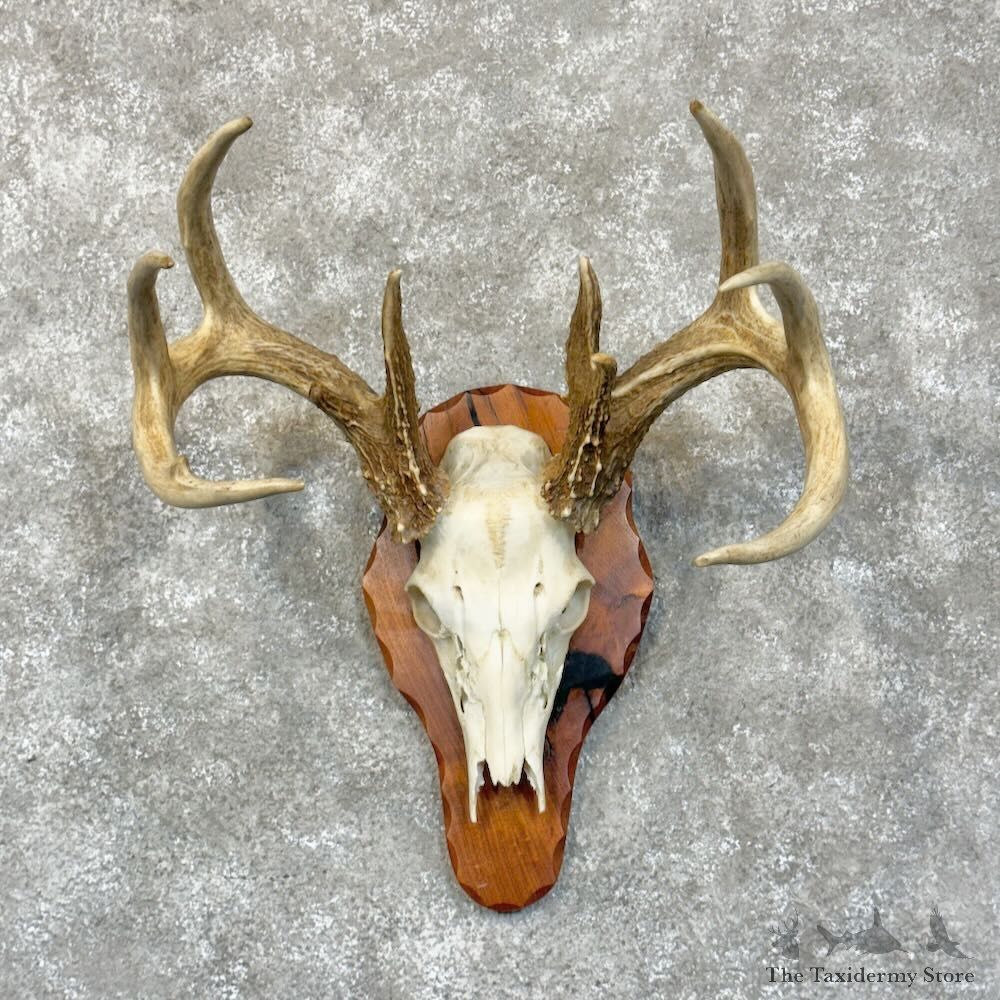 Whitetail Deer Skull European Mount For Sale #28904 @ The Taxidermy Store