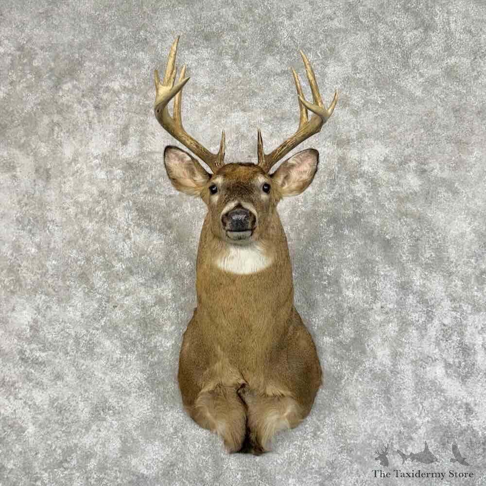 Whitetail Deer Shoulder Mount For Sale #31163 @ The Taxidermy Store