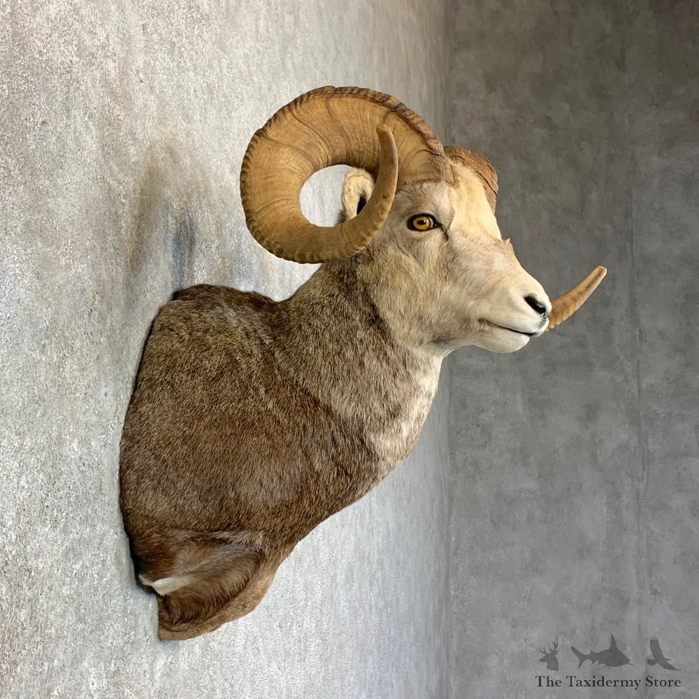 Stone Sheep Shoulder Mount For Sale #22738 @ The Taxidermy Store