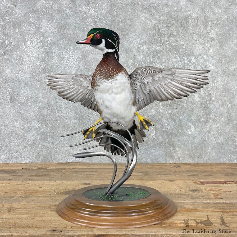 Wood Duck Taxidermy Bird Mount For Sale #25999 @ The Taxidermy Store