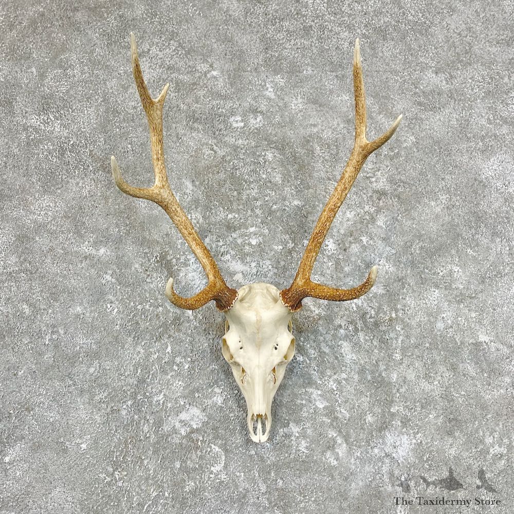 Sika Deer Skull & Horn European Mount For Sale #26756 @ The Taxidermy Store
