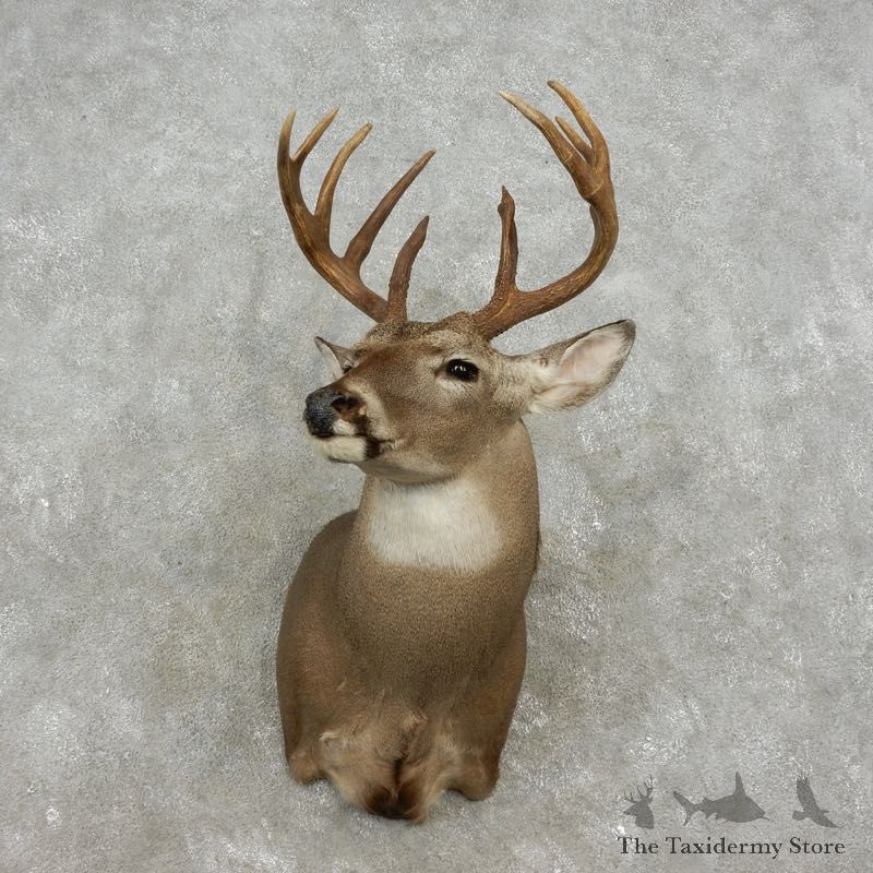 Whitetail Deer Shoulder Mount For Sale #17361 @ The Taxidermy Store