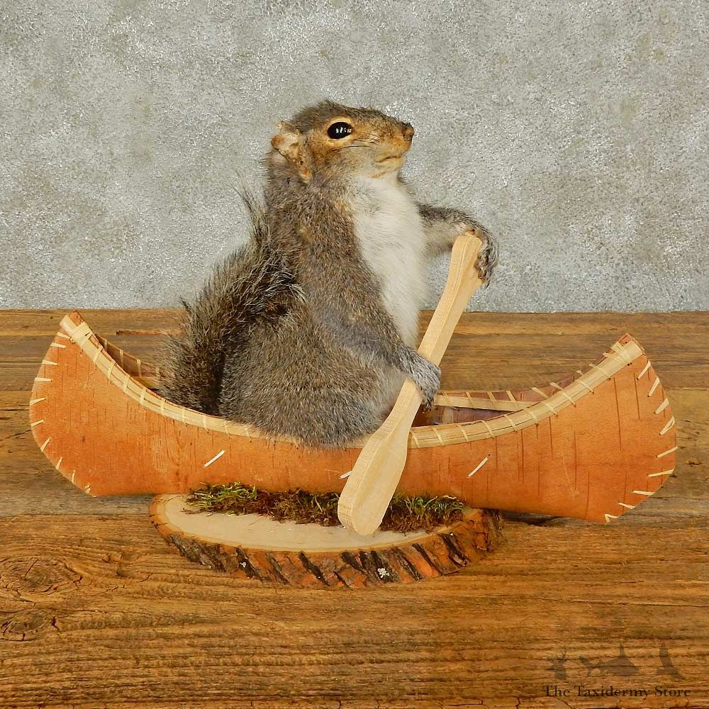 Canoe Squirrel Novelty Mount For Sale #16301 @ The Taxidermy Store