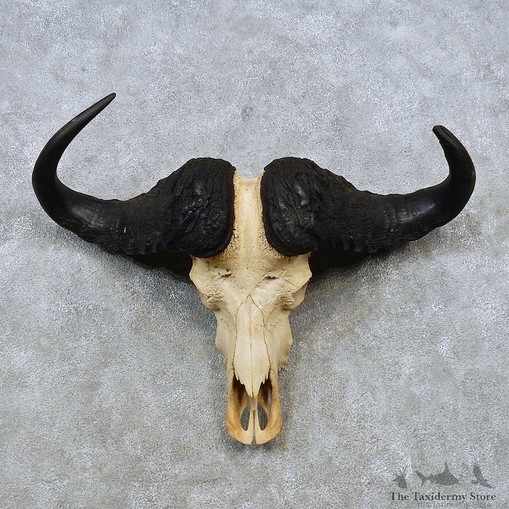 Whitetail Deer Antler Plaque Mount For Sale #14531 @ The Taxidermy Store