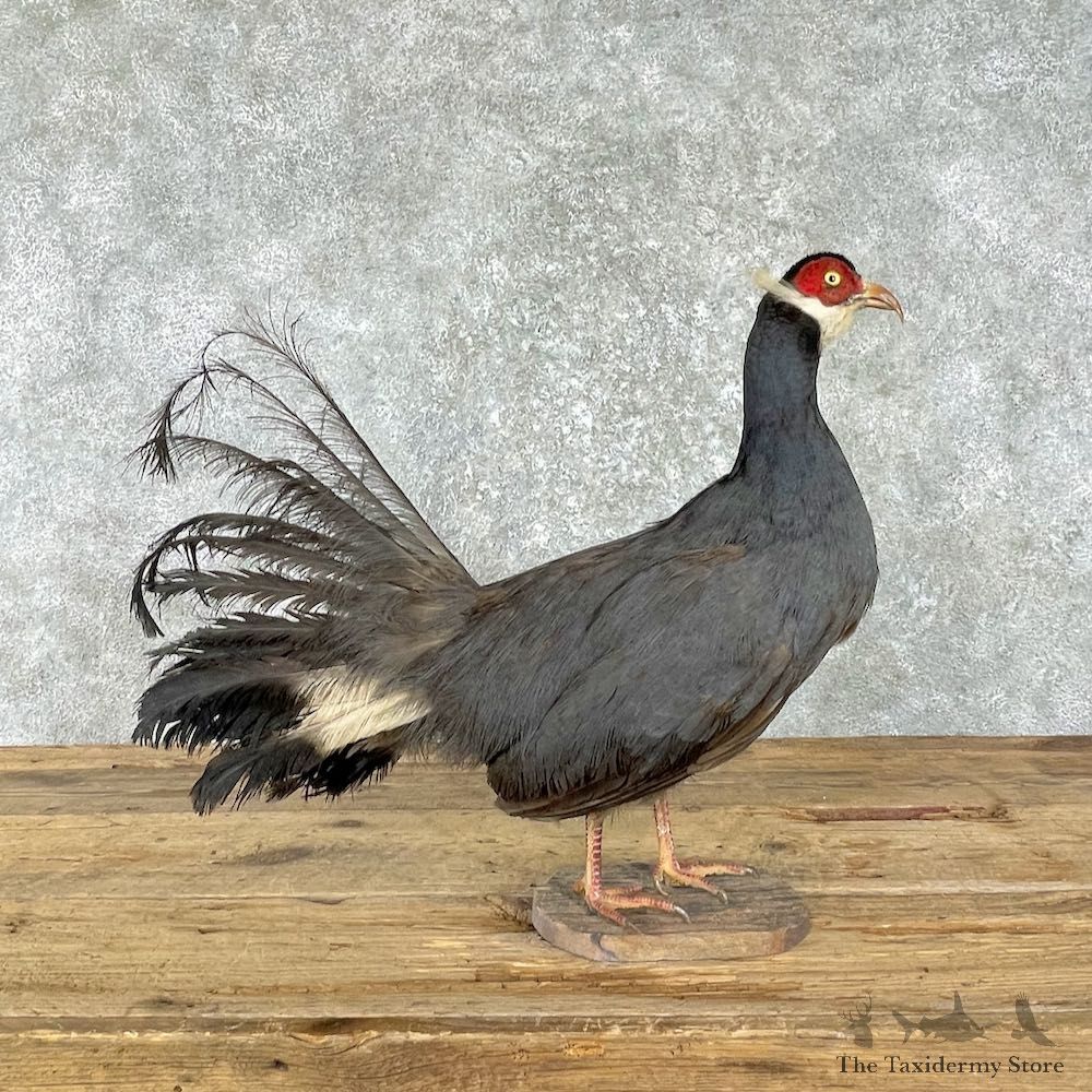 Blue-Eared Pheasant Bird Mount For Sale #25972 @ The Taxidermy Store