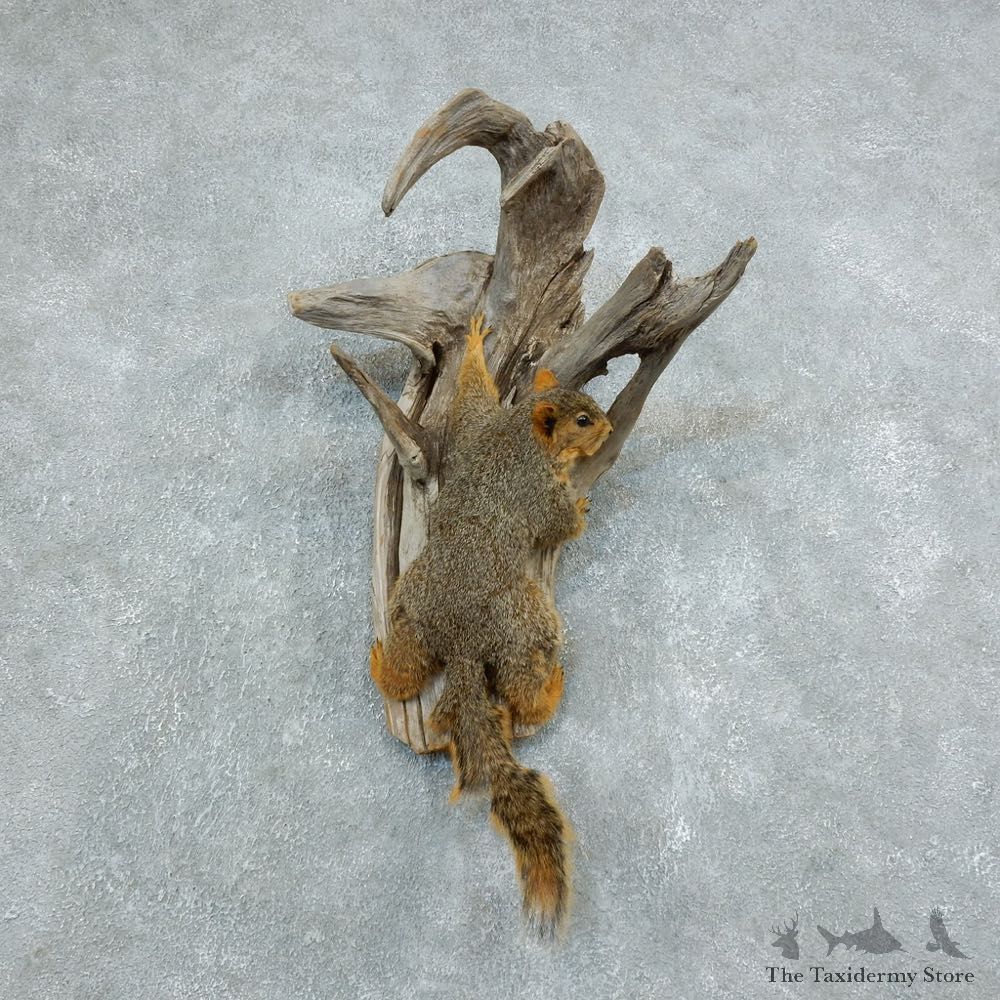 Fox Squirrel Mount For Sale #18509 @ The Taxidermy Store