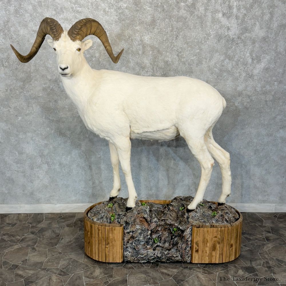 Dall Sheep Life-Size Mount For Sale #29792 @ The Taxidermy Store