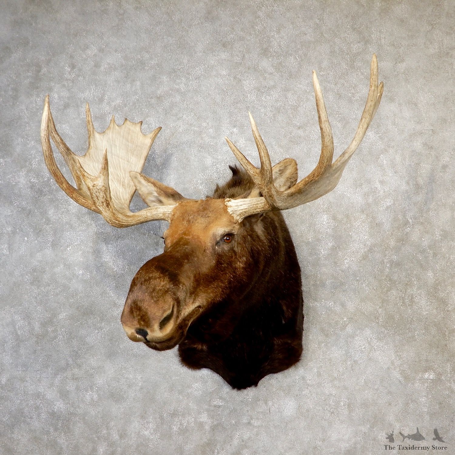 Moose Shoulder Mount For Sale #19165 @ The Taxidermy Store