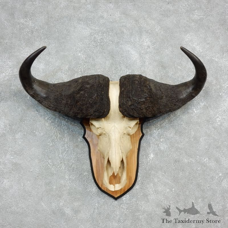 Cape Buffalo Skull Horns Mount For Sale #17932 For Sale @ The Taxidermy Store