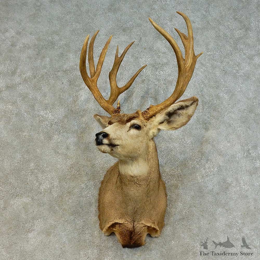 Mule Deer Shoulder Mount For Sale #16393 @ The Taxidermy Store