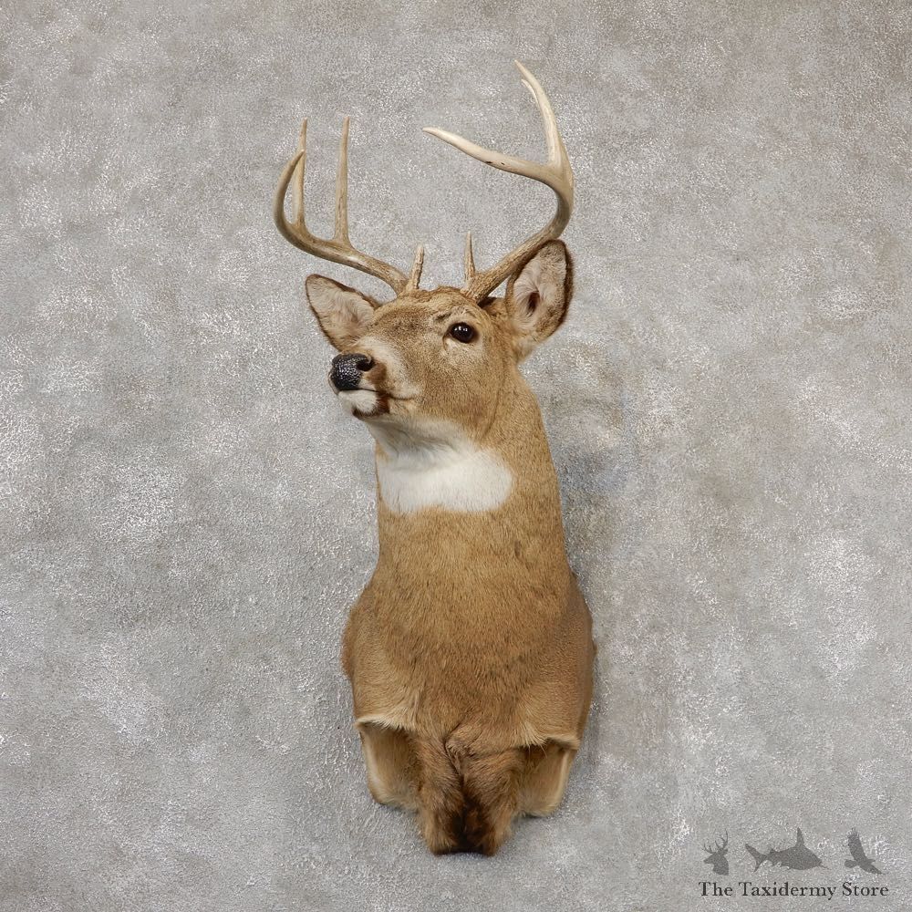 Whitetail Deer Shoulder Mount #18819 For Sale - The Taxidermy Store
