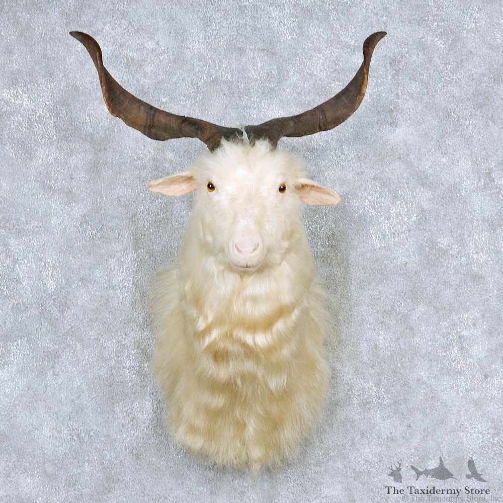 White Catalina Goat Taxidermy Shoulder Mount #13861 For Sale @ The Taxidermy Store