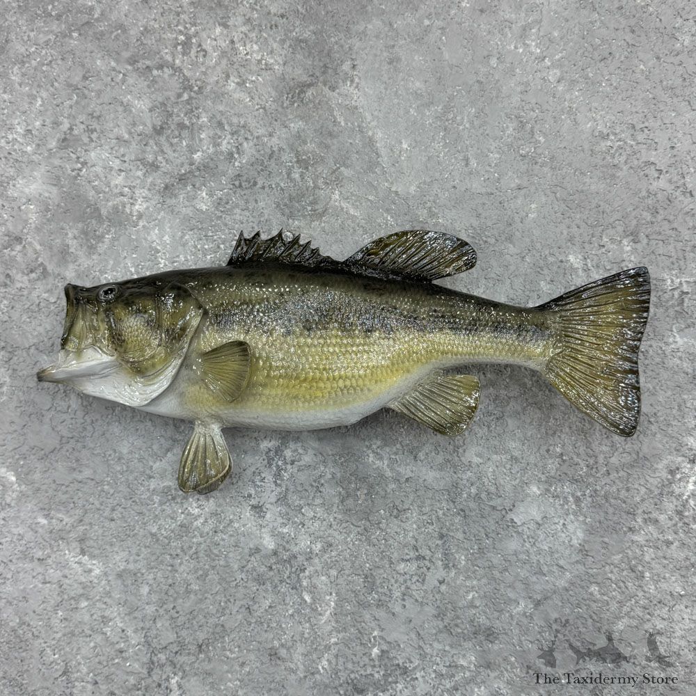 Largemouth Bass Fish Mount For Sale #32429 @ The Taxidermy Store