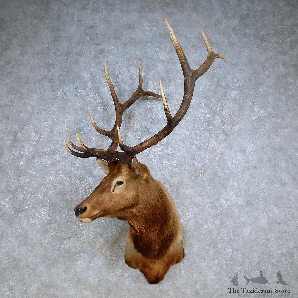 Rocky Mountain Elk Shoulder Mount For Sale #14237 @ The Taxidermy Store