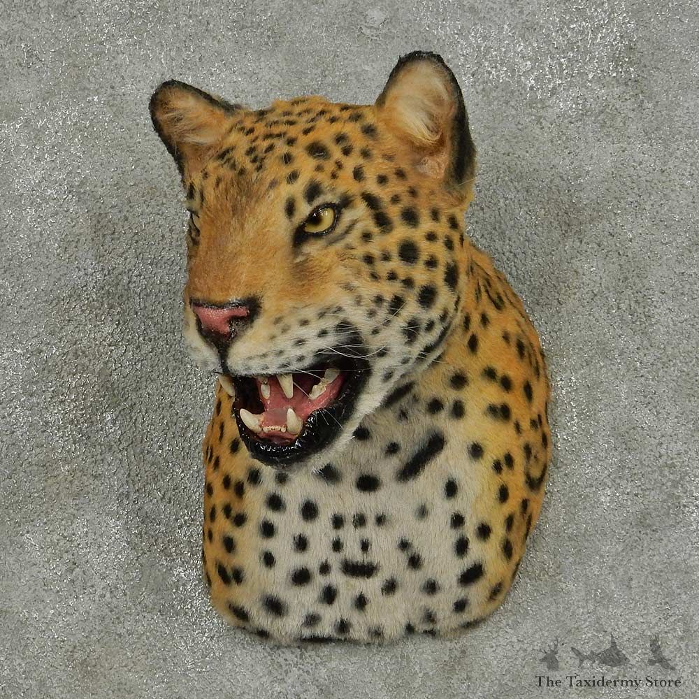 Reproduction Jaguar Shoulder Mount #16417 For Sale @ The Taxidermy Store