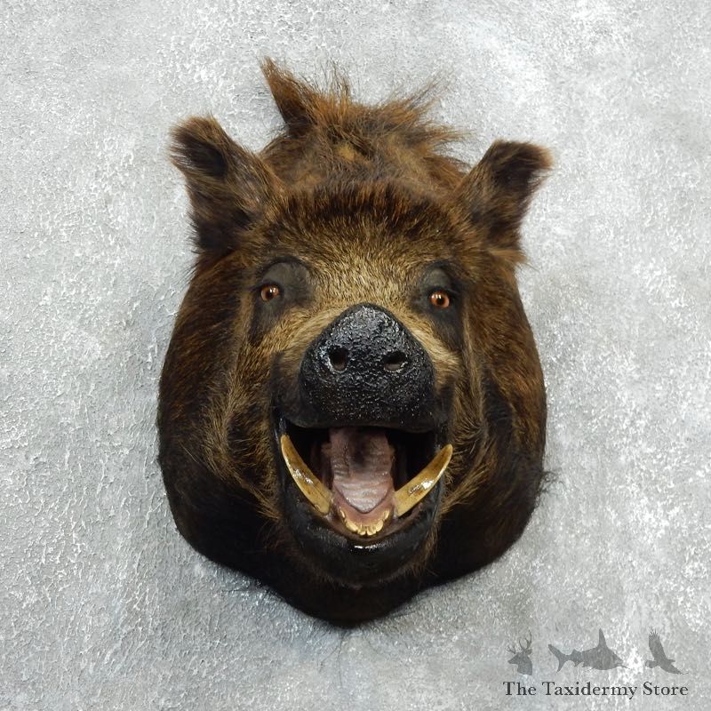 Wild Boar Shoulder Mount For Sale #18054 @ The Taxidermy Store