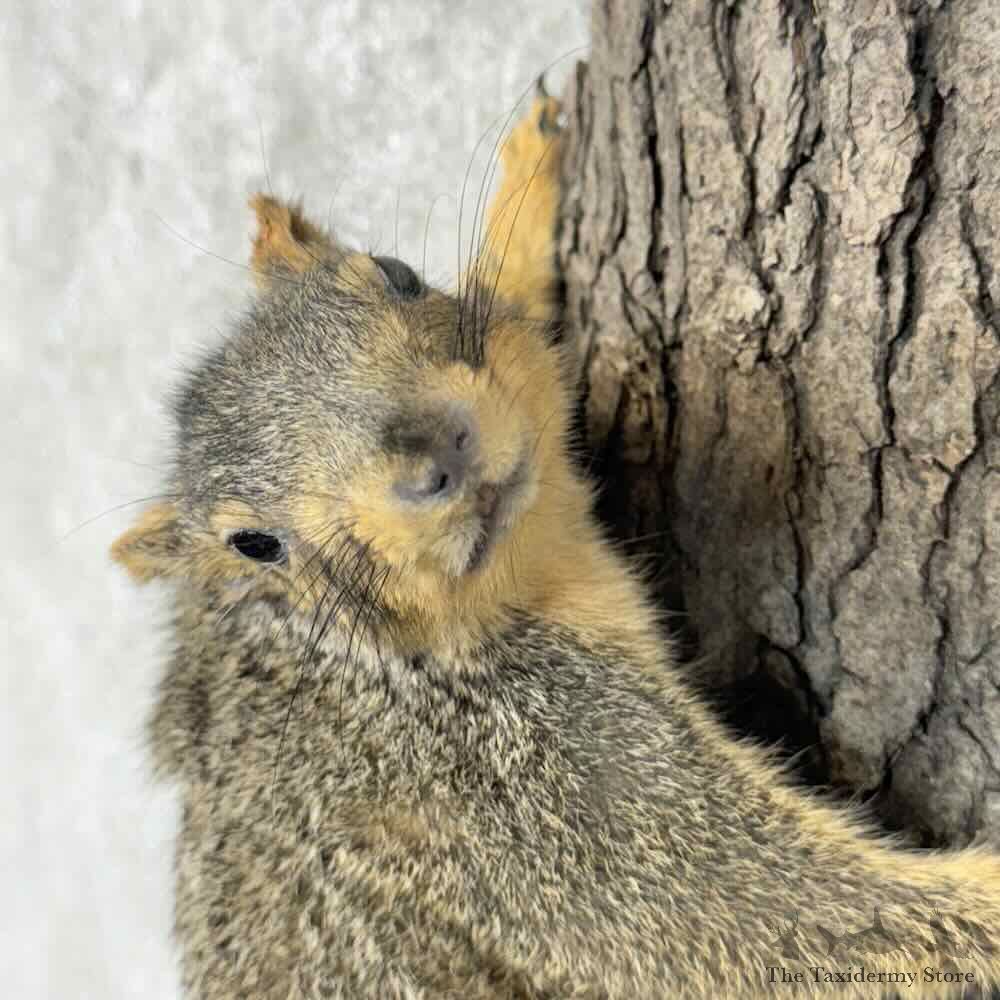 Fox Squirrel Life-Size Mount For Sale #30467 @ The Taxidermy Store