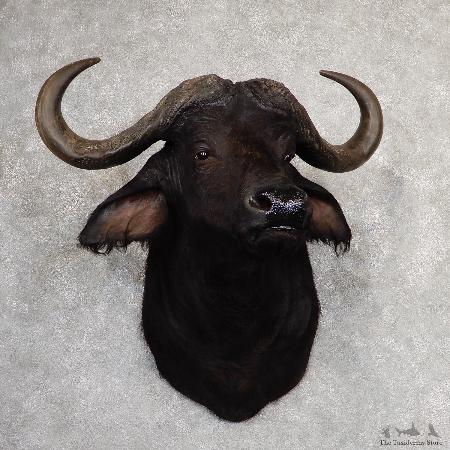 African Cape Buffalo Shoulder Mount For Sale #19051 @ The Taxidermy Store