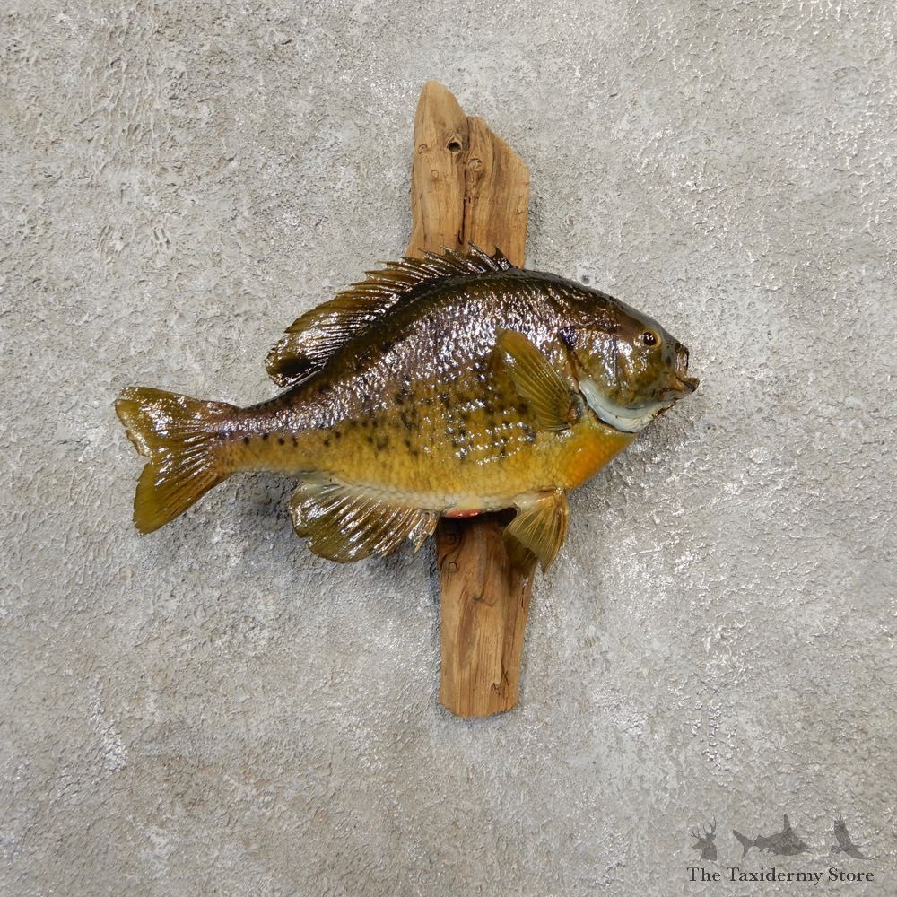 Bluegill Taxidermy Fish Mount #20587 For Sale @ The Taxidermy Store