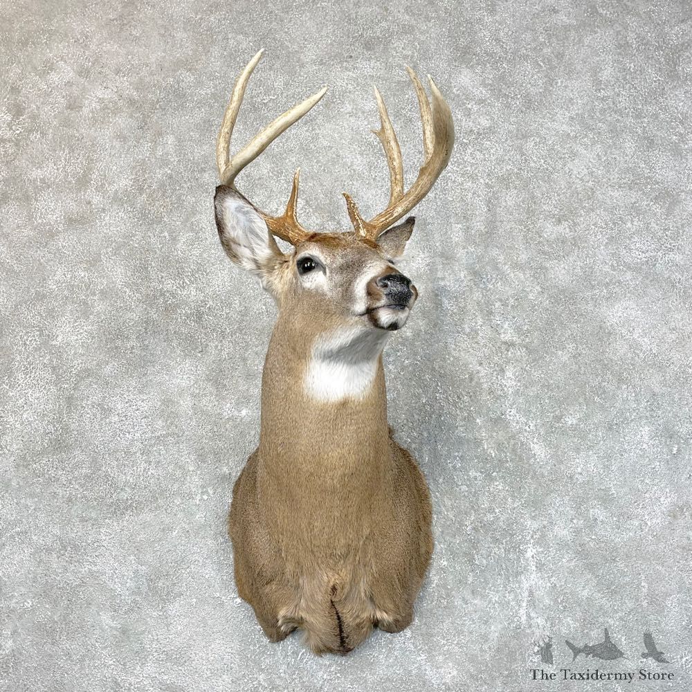 Whitetail Deer Shoulder Mount #24516 For Sale - The Taxidermy Store