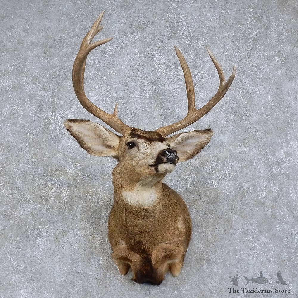 Mule Deer Shoulder Mount For Sale #15734 @ The Taxidermy Store