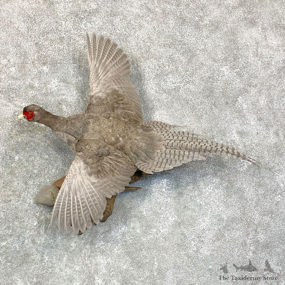 Abyssinian Pheasant Bird Mount For Sale #22915 @ The Taxidermy Store