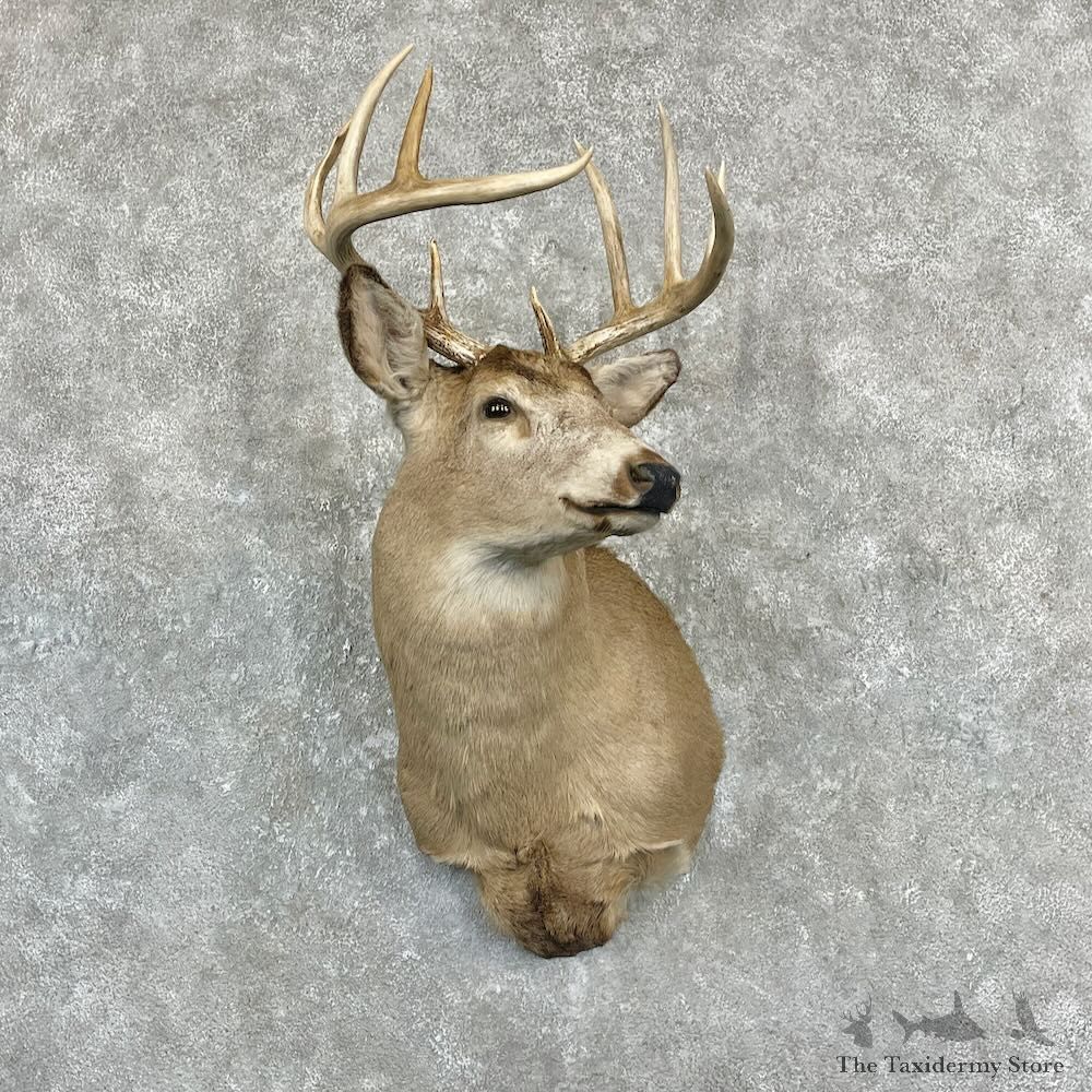 Whitetail Deer Shoulder Mount For Sale #27097 @ The Taxidermy Store