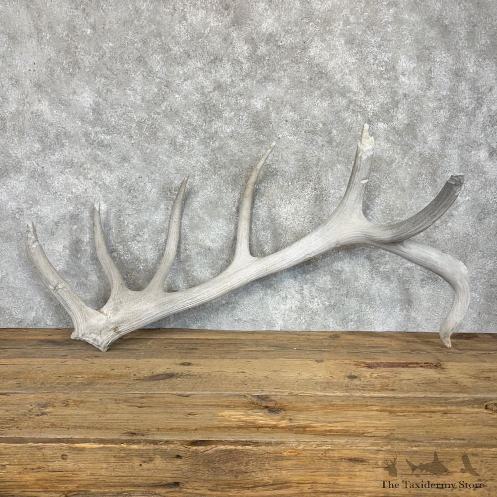 Elk Antler Shed Decor For Sale #29333 @ The Taxidermy Store