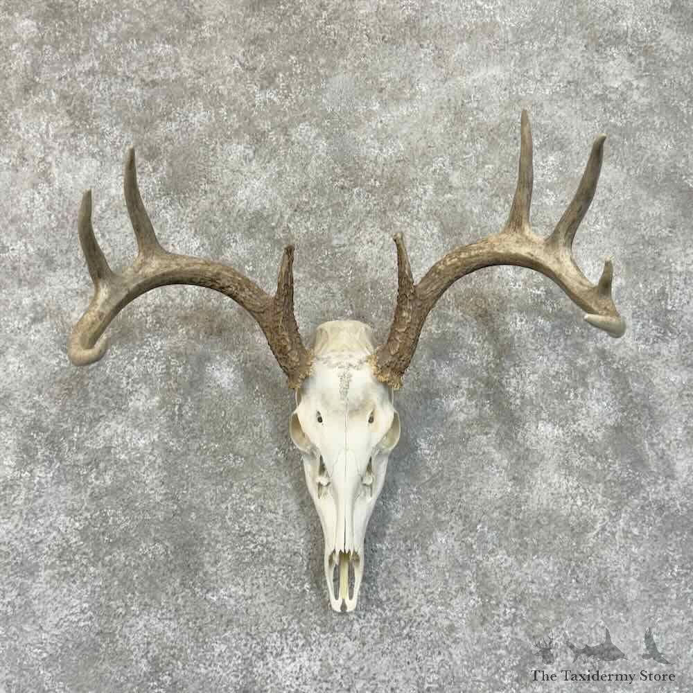 Whitetail Deer Skull European Mount For Sale #30530 @ The Taxidermy Store