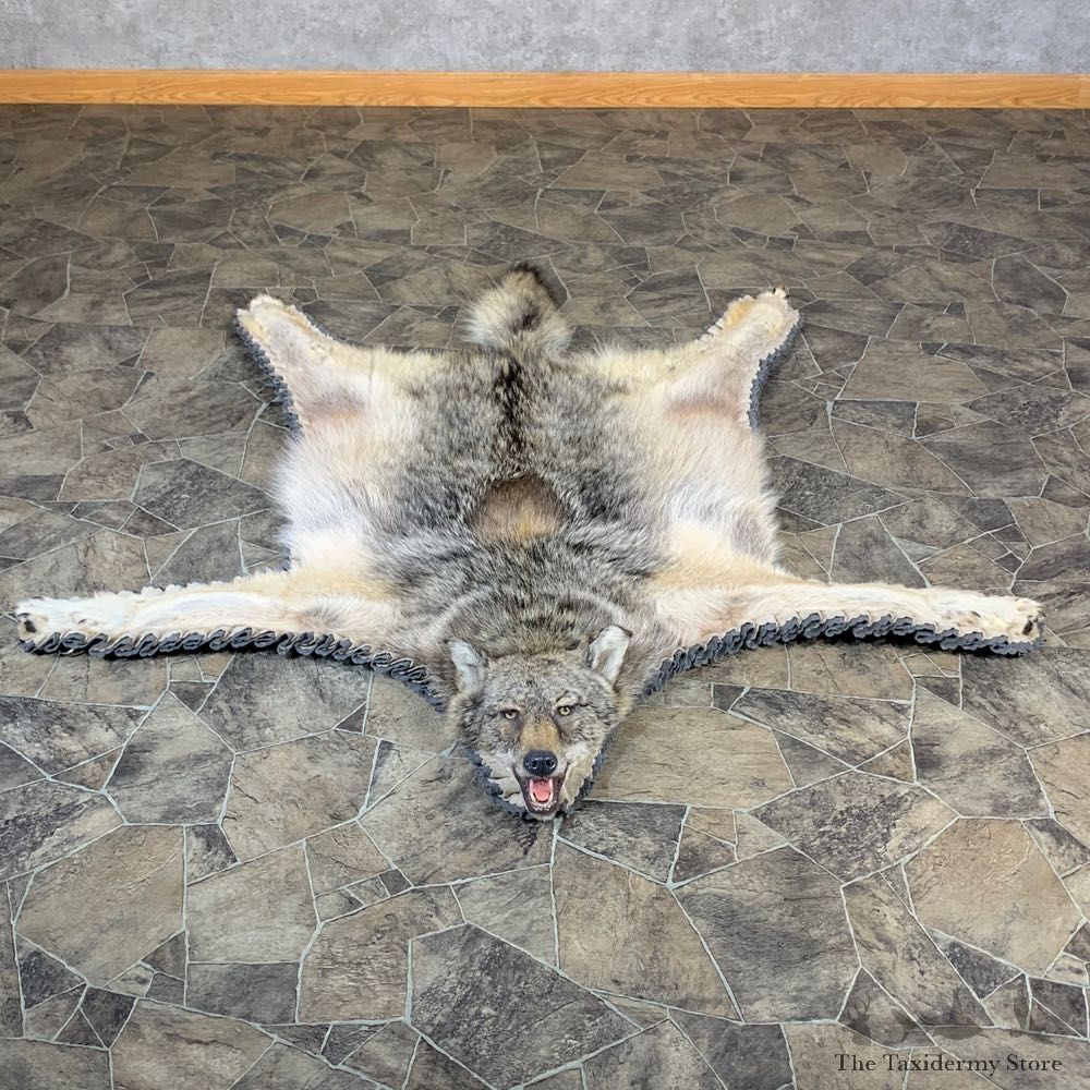 Coyote Rug Taxidermy Mount For Sale #23687@ The Taxidermy Store