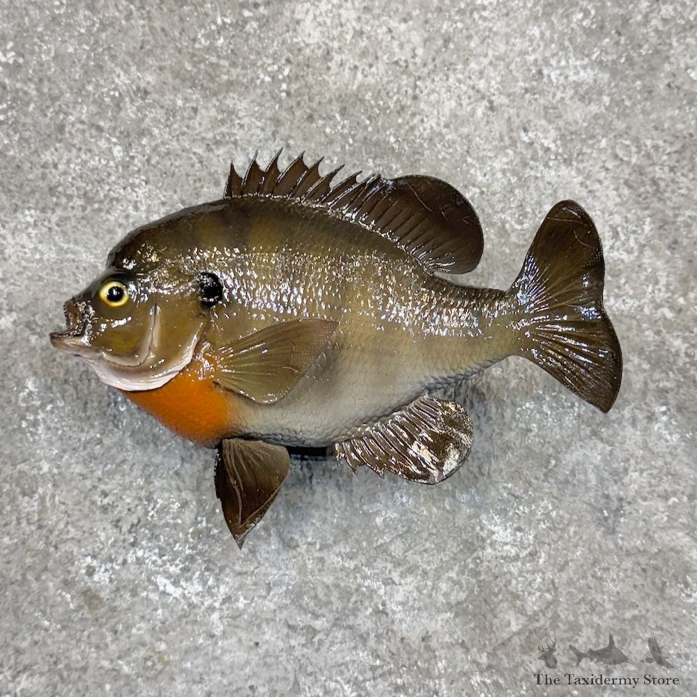 Bluegill Fish Mount For Sale #30085 @ The Taxidermy Store