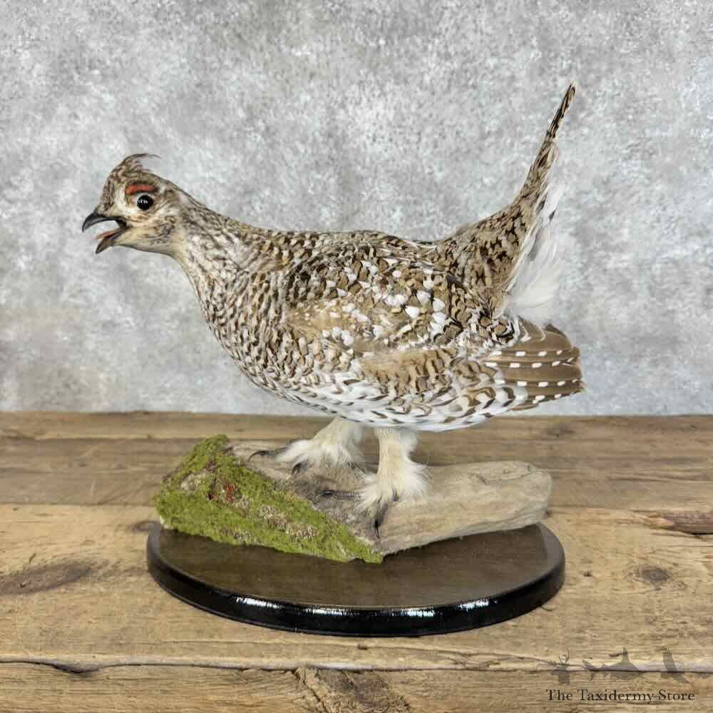 Sharp-tailed Grouse Bird Mount For Sale #31092 @ The Taxidermy Store
