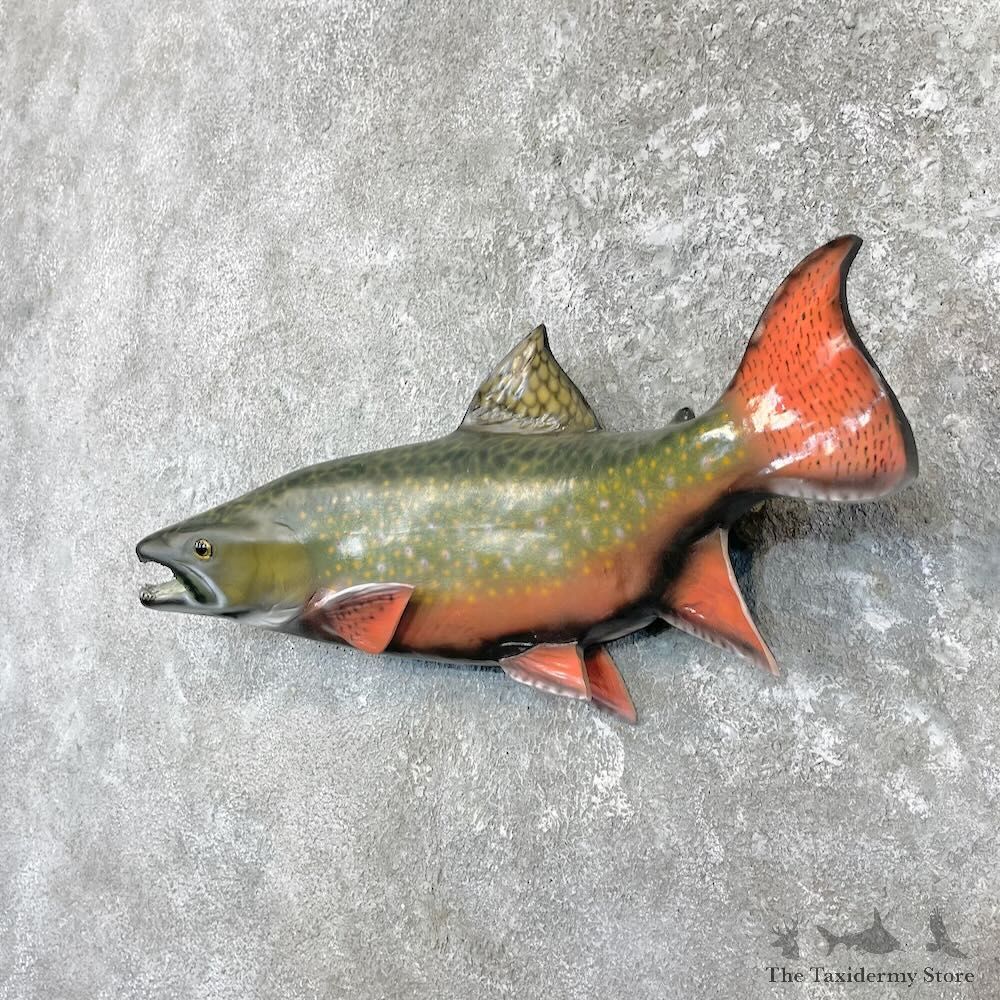 Brook Trout Fish Mount For Sale #27248 @ The Taxidermy Store